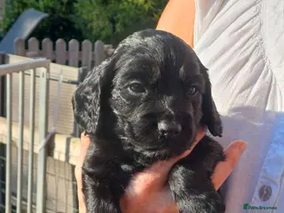 Cocker Spaniel dogs Health Tested Cocker Spaniel Pups - Advert 1