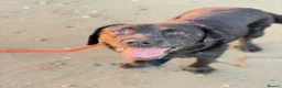 Mixed Breed dogs for adoption: Amlet’s Bags Are Packed. He’s Just Waiting for You - Advert 3