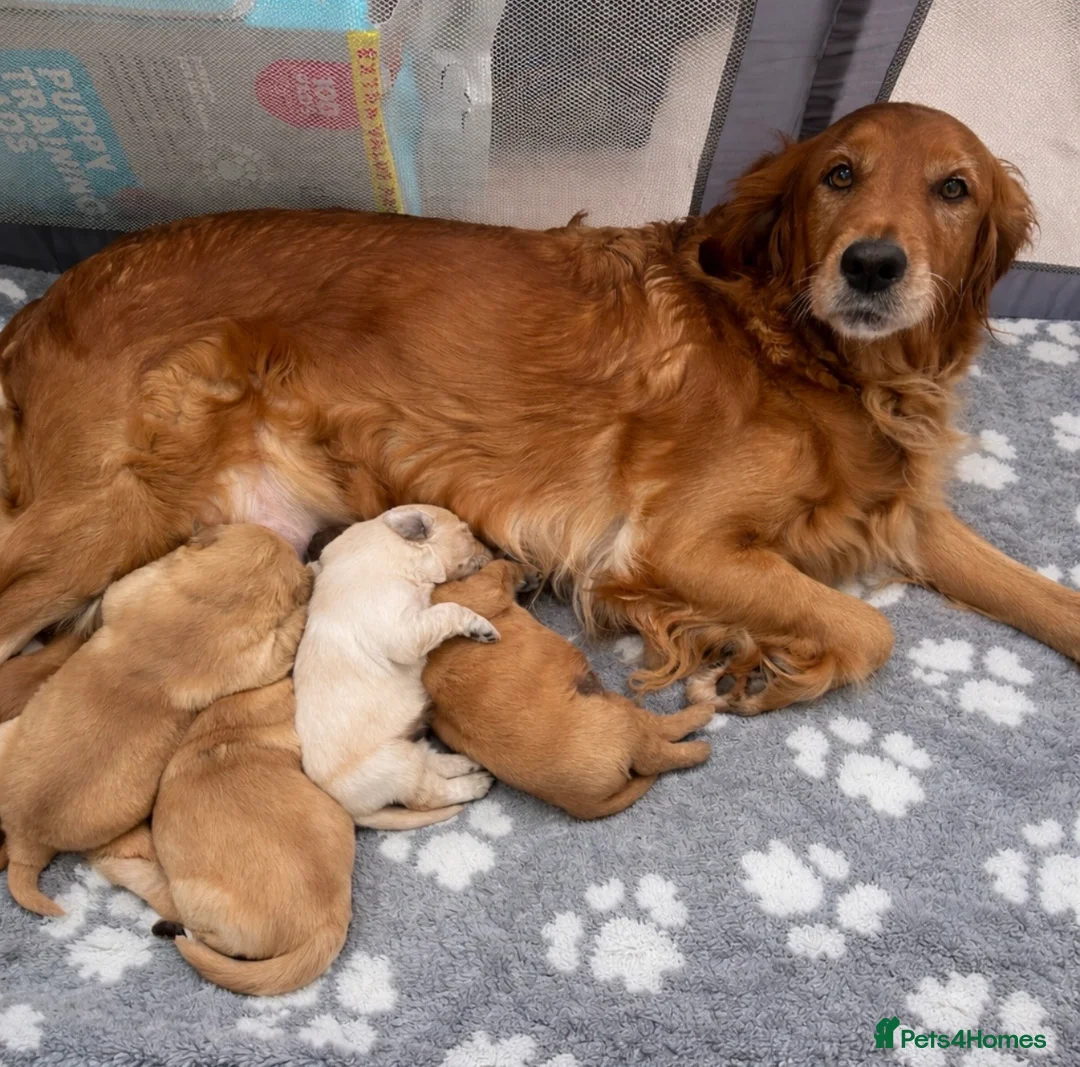 Golden Retriever dogs for sale: Gorgeous golden retriever puppies  in Doncaster - Advert 12
