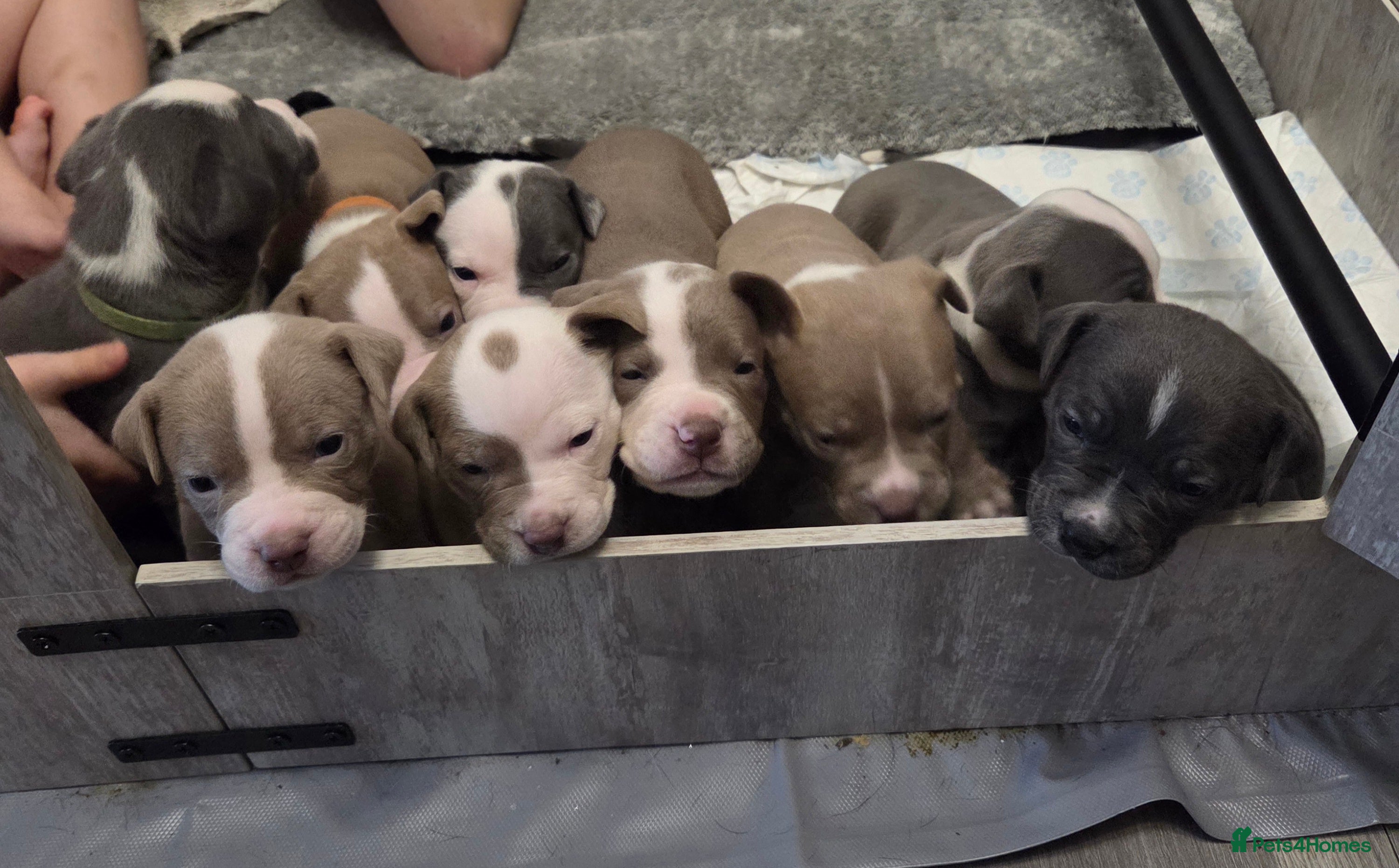 Mixed Breed dogs Old english bulldog cross american bulldog 😍❤️  - Advert 4