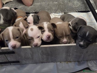 Mixed Breed dogs Old english bulldross cross american bulldog 😍❤️ - Advert 6