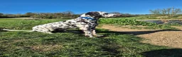 Dalmatian dogs for sale: Litter of pure Dalmatian puppies - Advert 5
