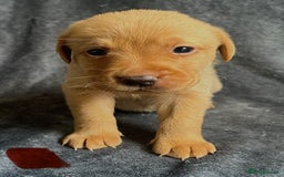 Labrador Retriever dogs for sale: 3 Beautiful female Labradors ready to leave❤️ - Image 15