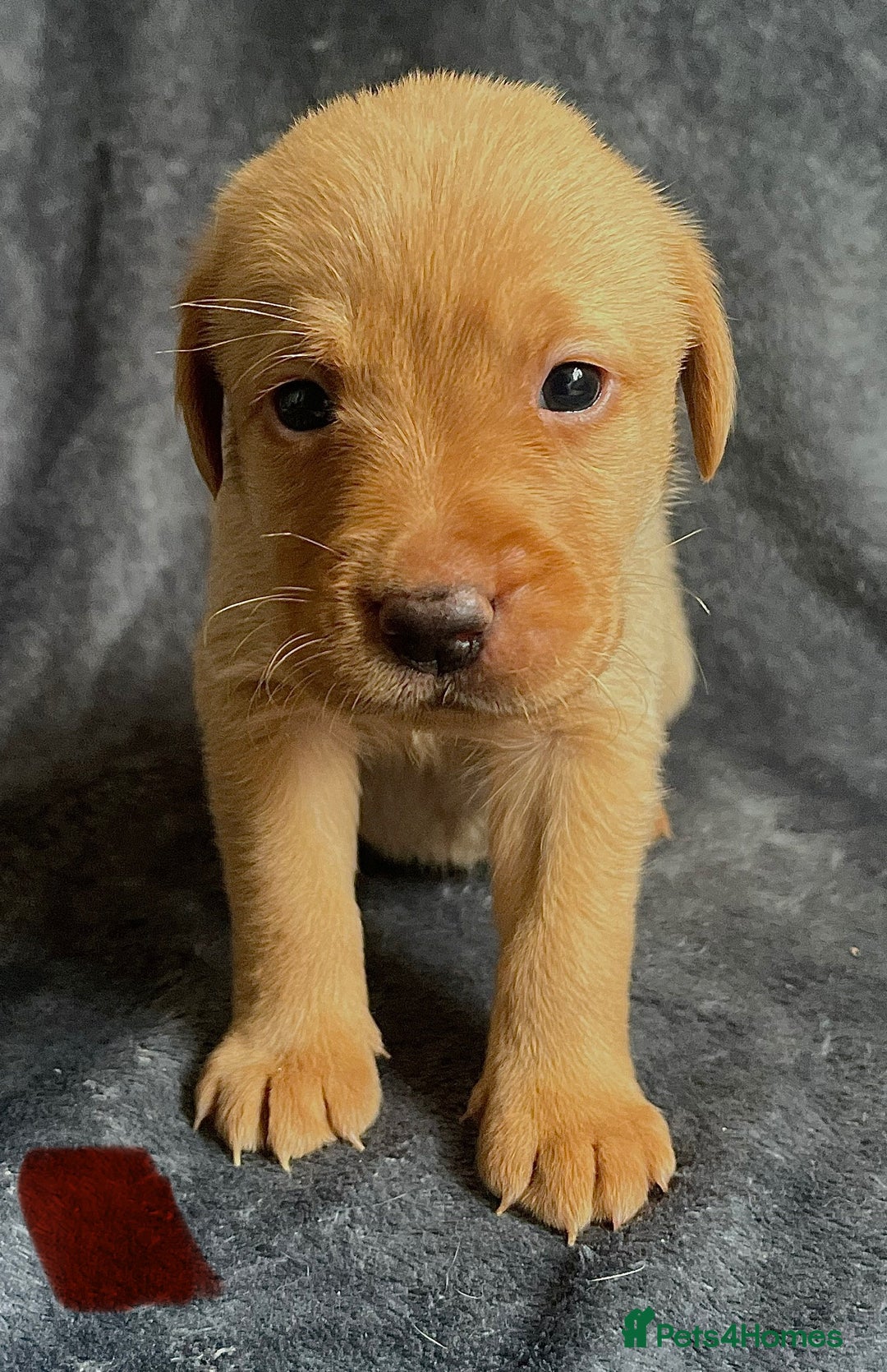 Labrador Retriever dogs for sale: 3 Beautiful female Labradors ready to leave❤️ - Image 15