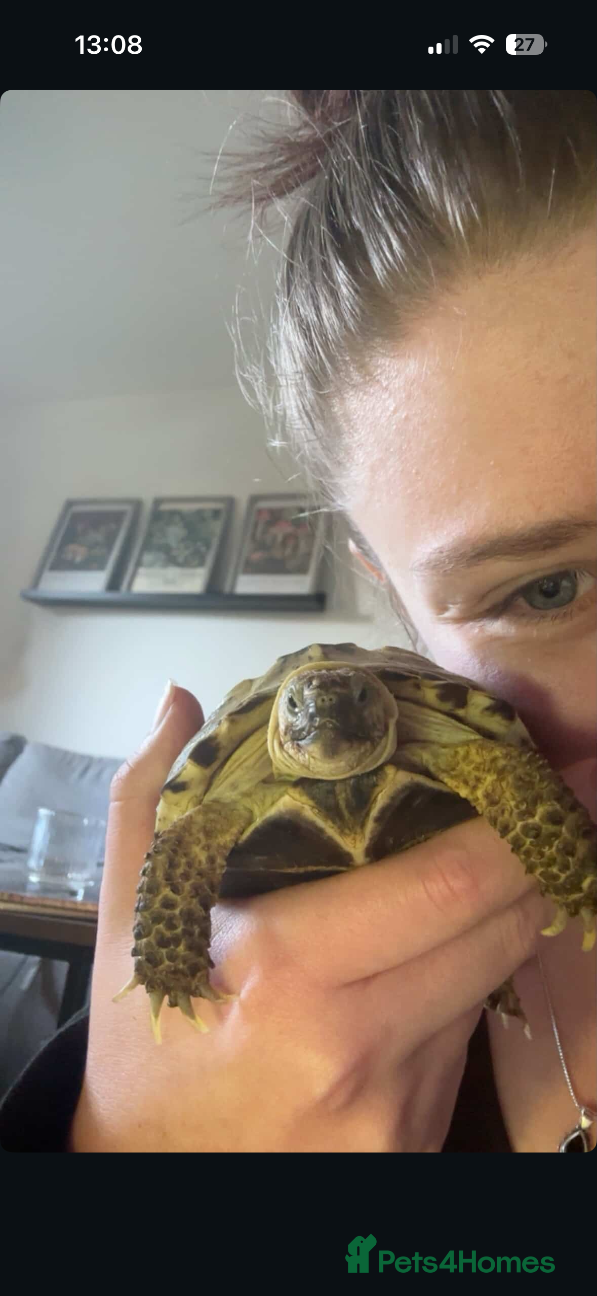 Hermann Tortoise reptiles tortoise available with/ without setup - Advert 5