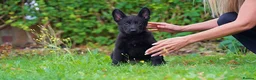 German Shepherd dogs for sale: German Shepherd puppies for sale!!! - Advert 15