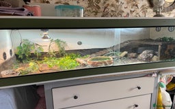 Mixed Breed reptiles for sale: Red Tegu  - Image 6