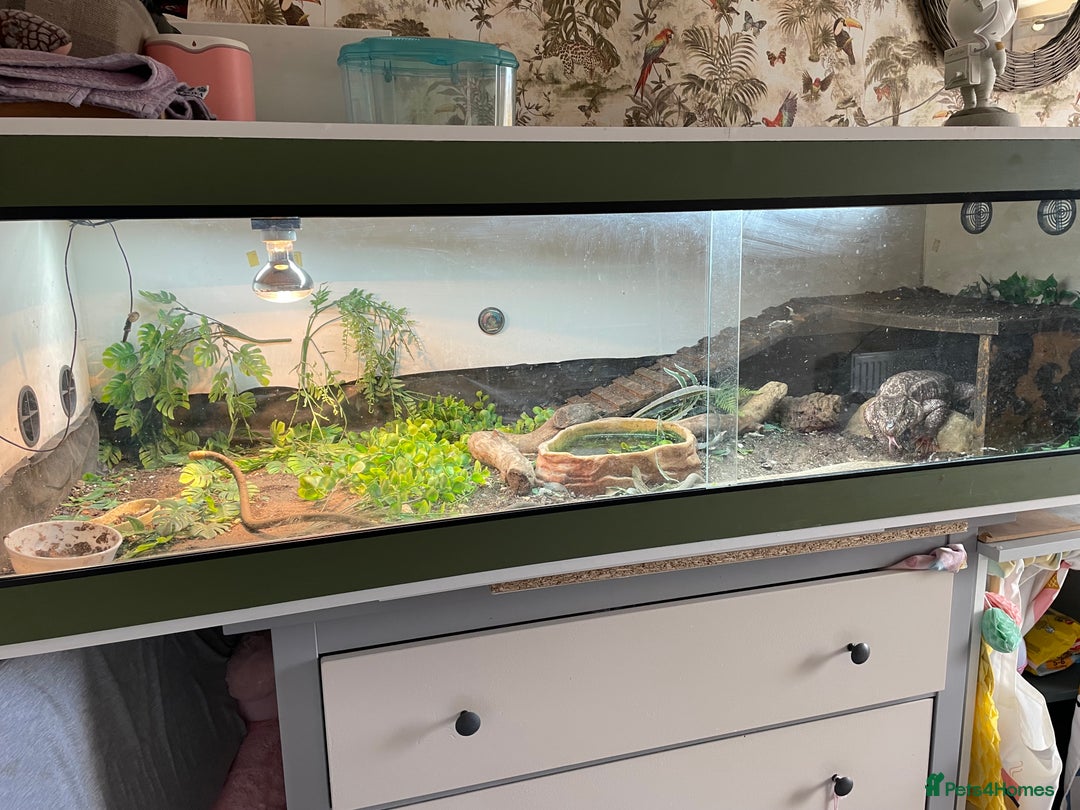 Mixed Breed reptiles for sale: Red Tegu  - Image 6