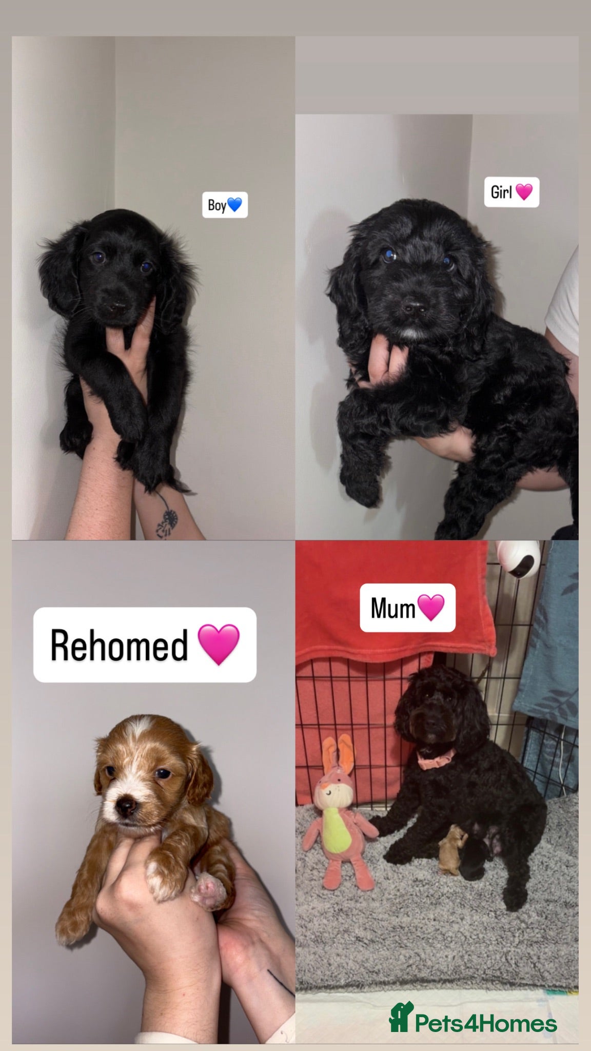 Cockapoo dogs READY TO GO💫Gorgeous Cockapoos💫 - Advert 4