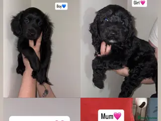 Cockapoo dogs READY TO GO💫Gorgeous Cockapoos💫 - Advert 4