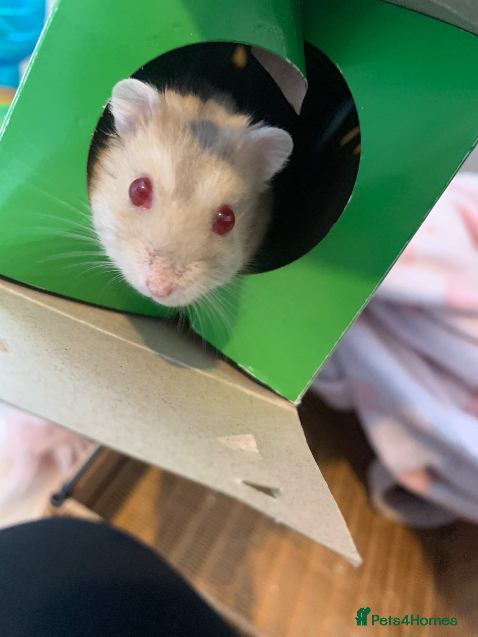 Hamster rodents Hamster and set up for sale - Advert 15