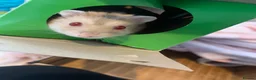 Hamster rodents for sale: Hamster and set up for sale - Advert 1