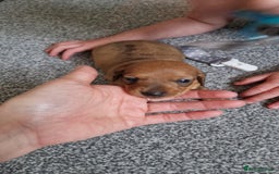 Miniature Dachshund dogs for sale: Miniature Dachshund Puppies – Short-Haired - £1000 - Image 7