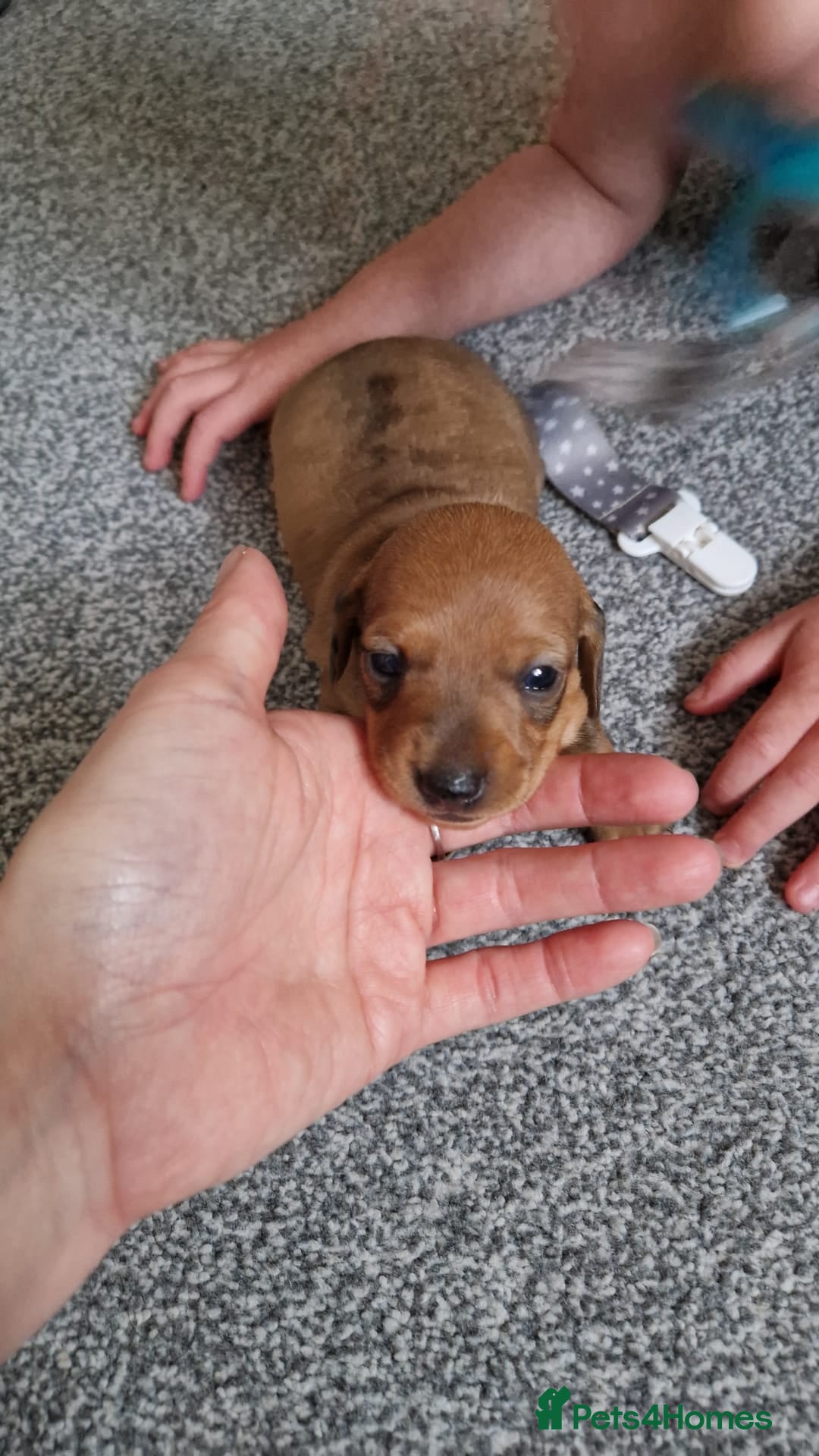 Miniature Dachshund dogs for sale: Miniature Dachshund Puppies – Short-Haired - £1000 - Image 7
