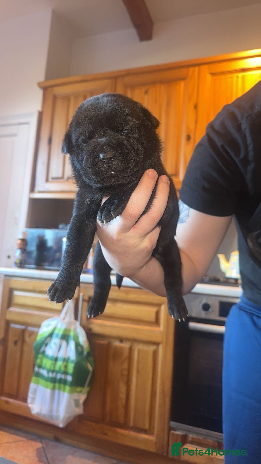 Mixed Breed dogs for sale: American bulldog / chowchow  - Advert 24