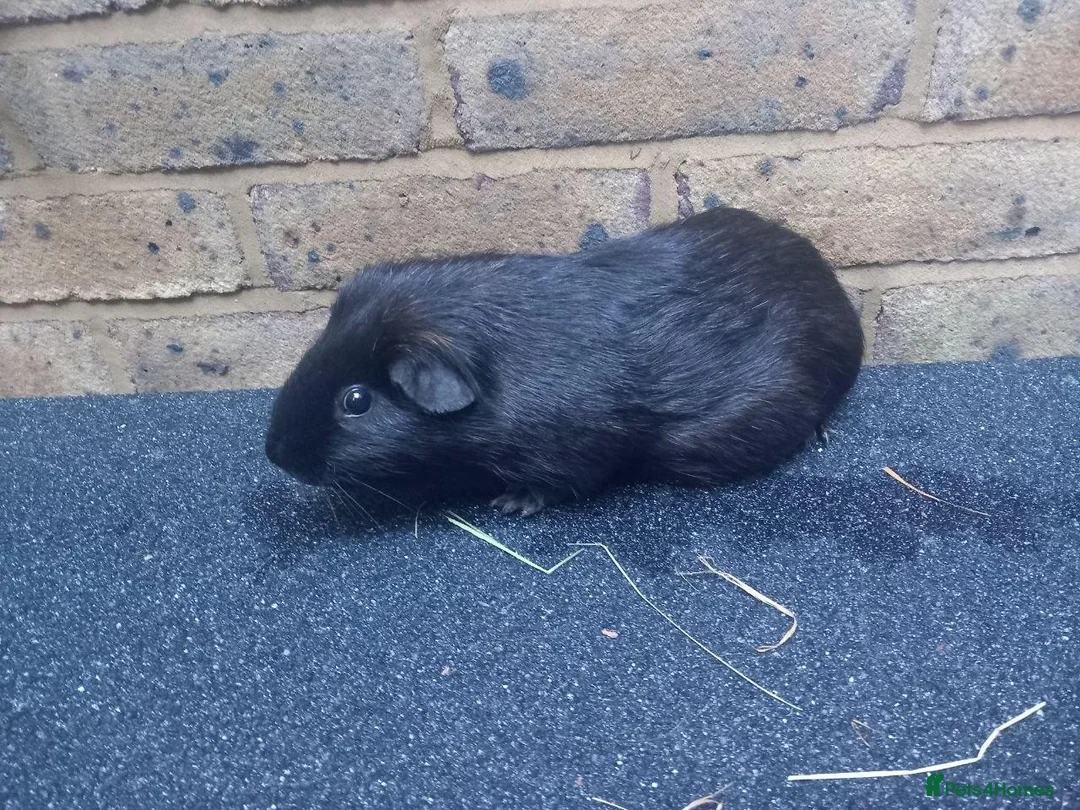 Guinea Pig rodents for sale: Guinea Pigs + Hutch  - Advert 2