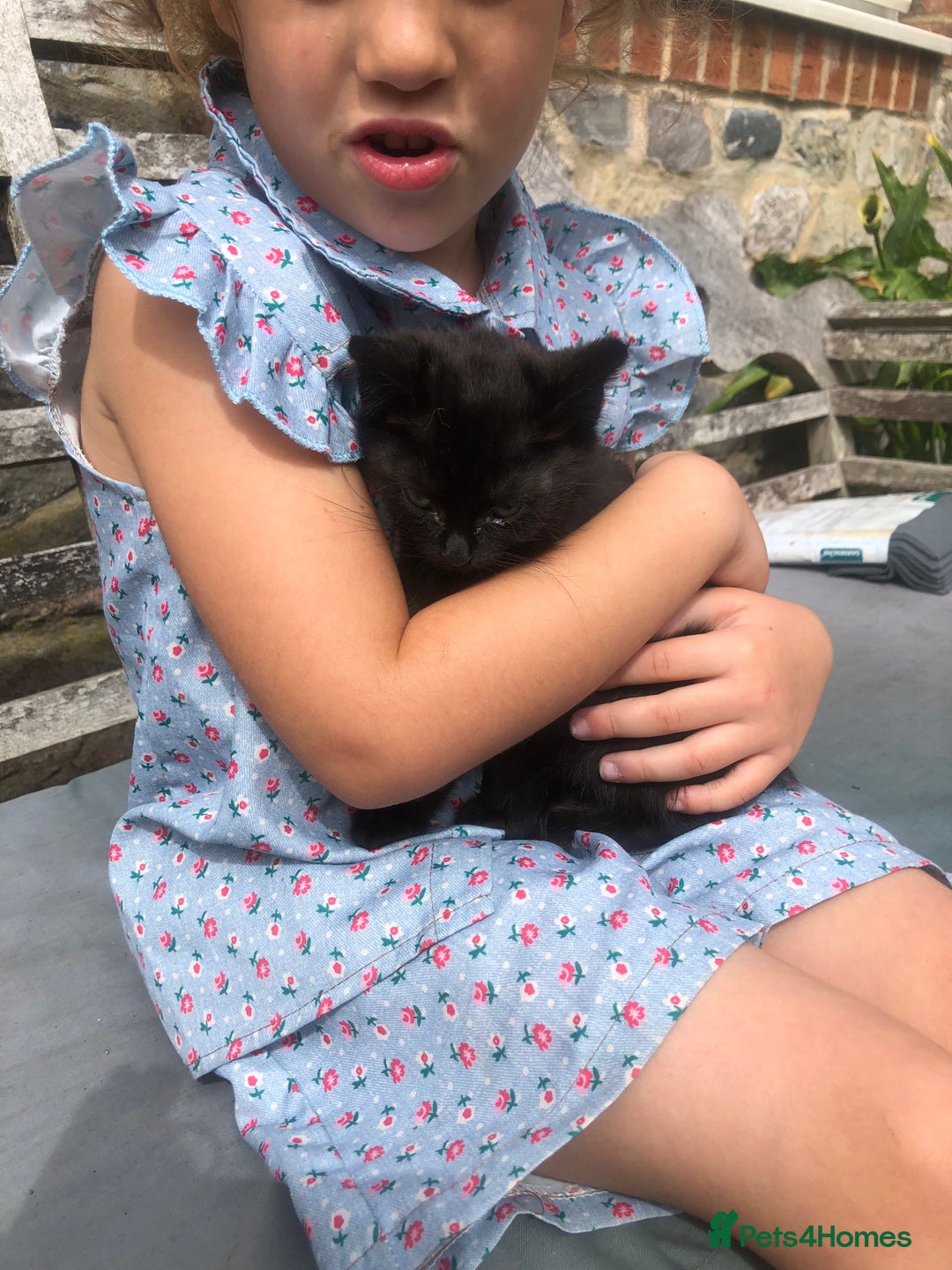 Mixed Breed cats for sale: Gorgeous farm/house kittens  - Image 5