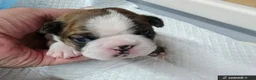 Mixed Breed dogs for sale: Boston Cross Pups Looking for Their Forever Home - Advert 11