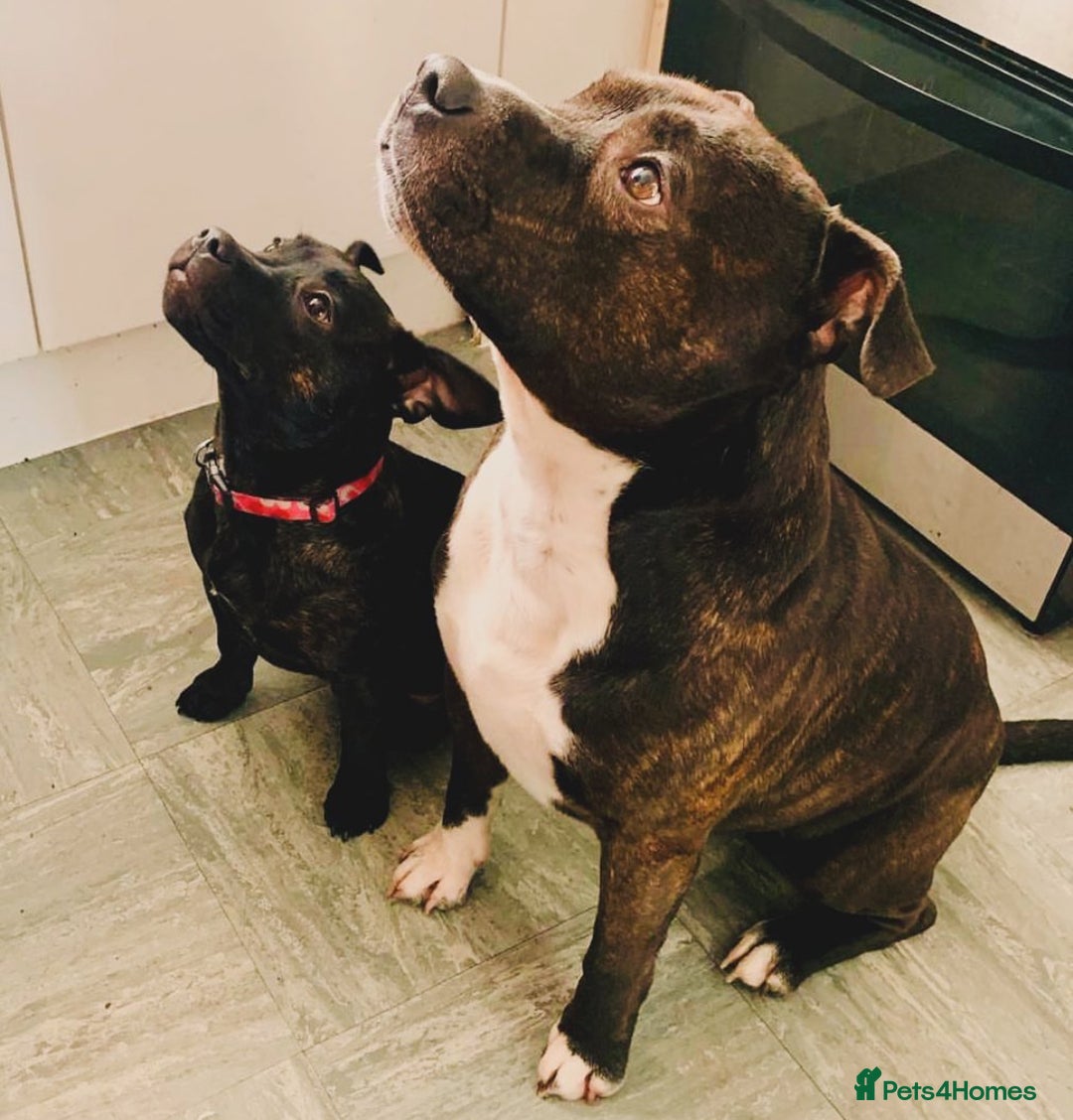 Staffordshire Bull Terrier dogs for sale: Champion bloodlines Kc mother puppy - Advert 16