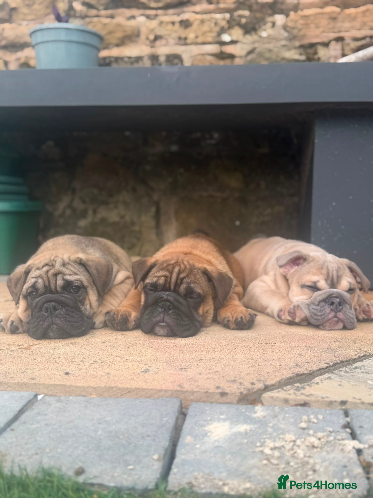 English Bulldog dogs Quality English bulldogs - Advert 2