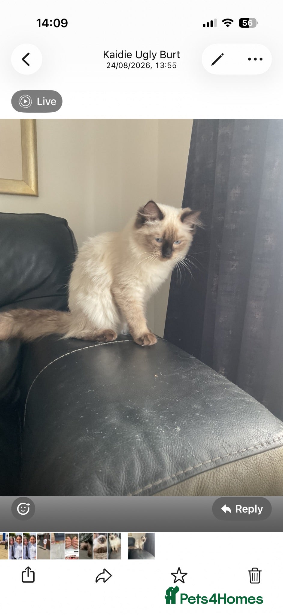 Ragdoll cats Rogdoll female 8months - Advert 6