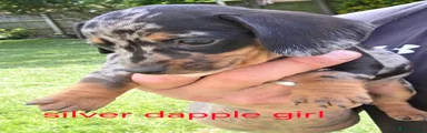 Silver dapple girl 
