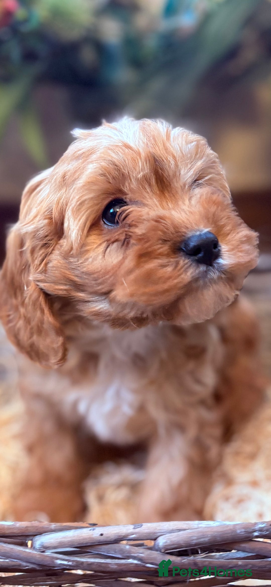 Cavapoo dogs for sale: Health tested toy cavapoo boys - Advert 32