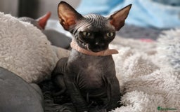 Sphynx cats for sale: Last boy TICA registered  - Image 27