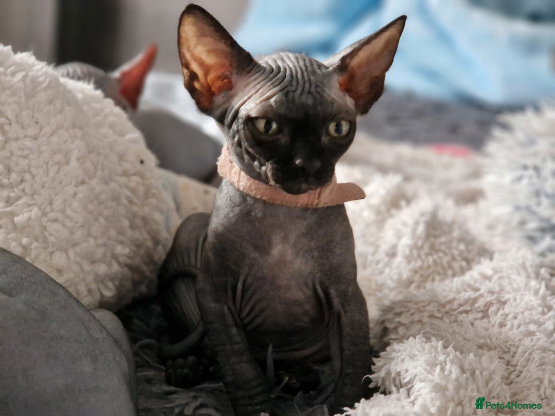 Sphynx cats for sale: Last boy TICA registered  - Image 27