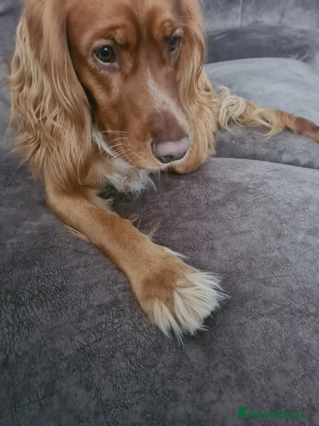 Sprocker dogs for stud: Proven Sprocker Spaniel Stud - Advert 3