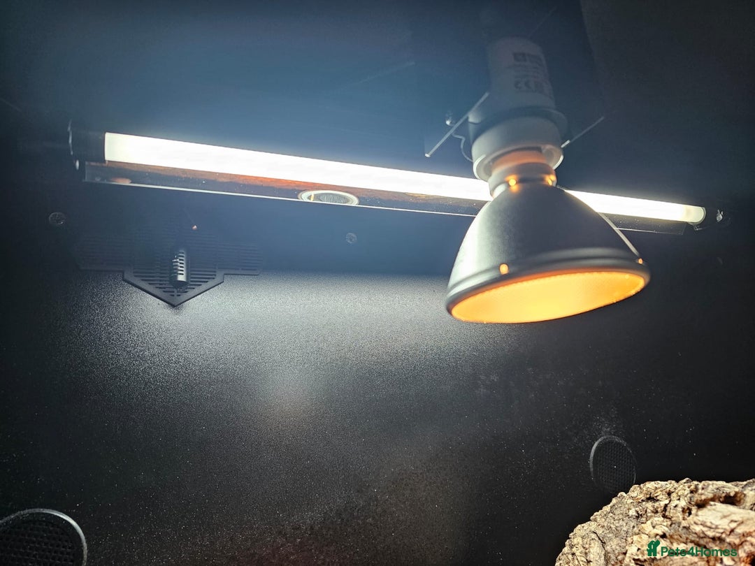 Tortoise reptiles for sale: Red Footed Tortoise for sale to a good home - Advert 11