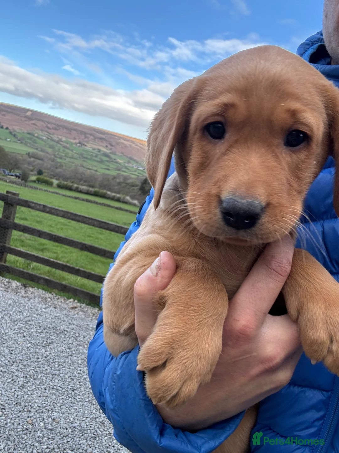 Labrador Retriever dogs for sale: Labrador Puppies (last boy available) - Advert 2