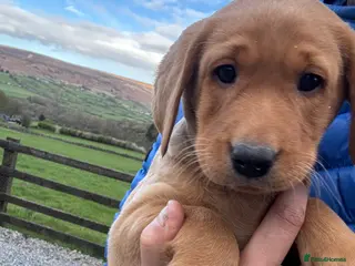 Labrador Retriever dogs Labrador Puppies (last 2 boy available) - Advert 4