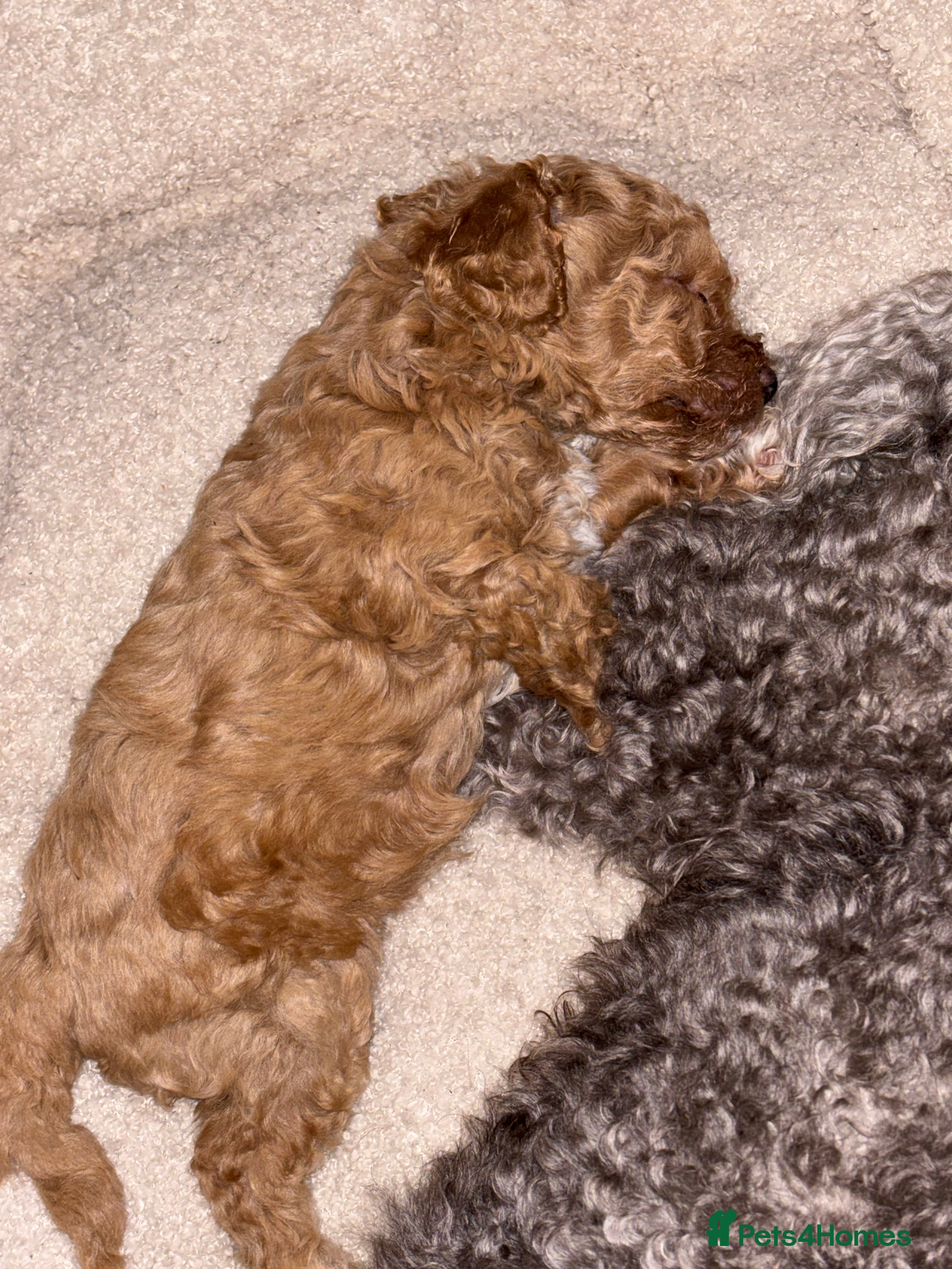 Toy Poodle dogs Toy puddles  - Advert 3