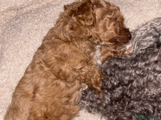 Toy Poodle dogs Toy puddles - Advert 1