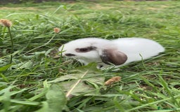 Mini Lop rabbits for sale: Stunning mini lop baby  - Image 3
