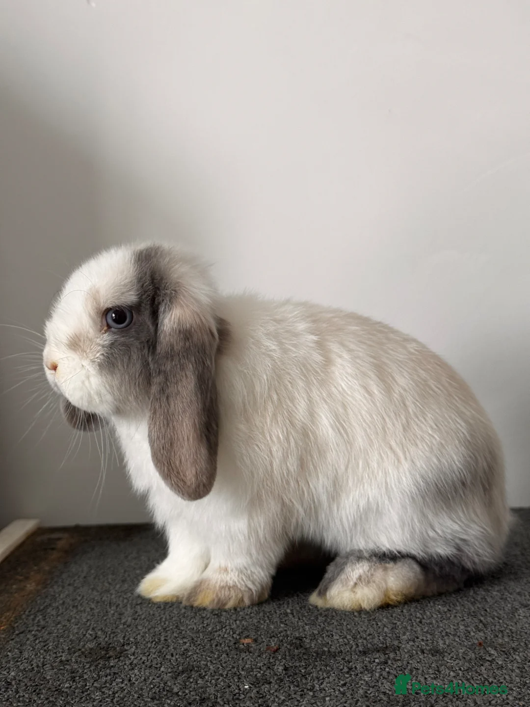 Mini Lop rabbits for sale: Mini Lop Available 🩷 in Derby - Advert 7