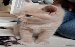British Shorthair cats for sale: British shorthair cross kittens - Image 10