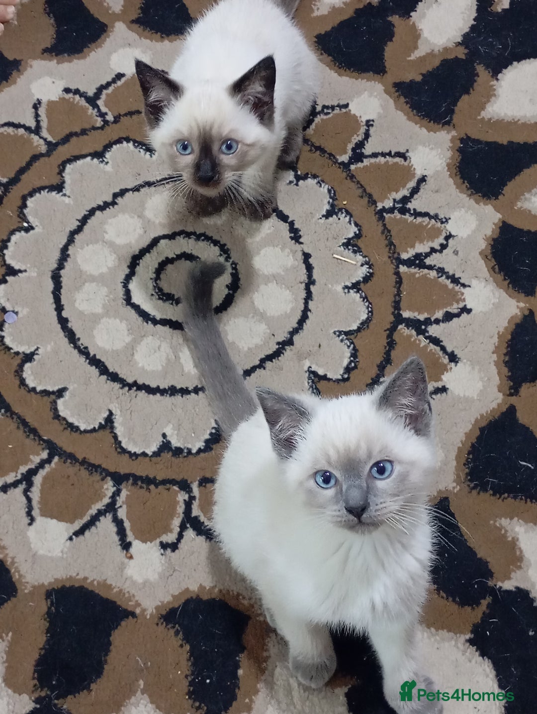Ragdoll cats for sale: Warwick house central avenue M192ff - Image 10