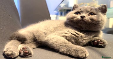 British Shorthair cats - Advert 2