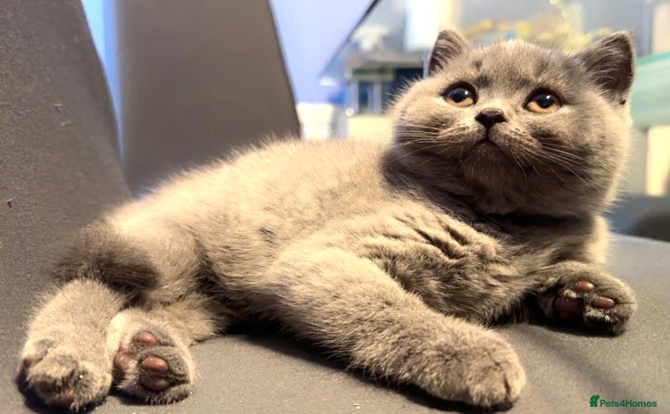 British Shorthair cats - Advert 15