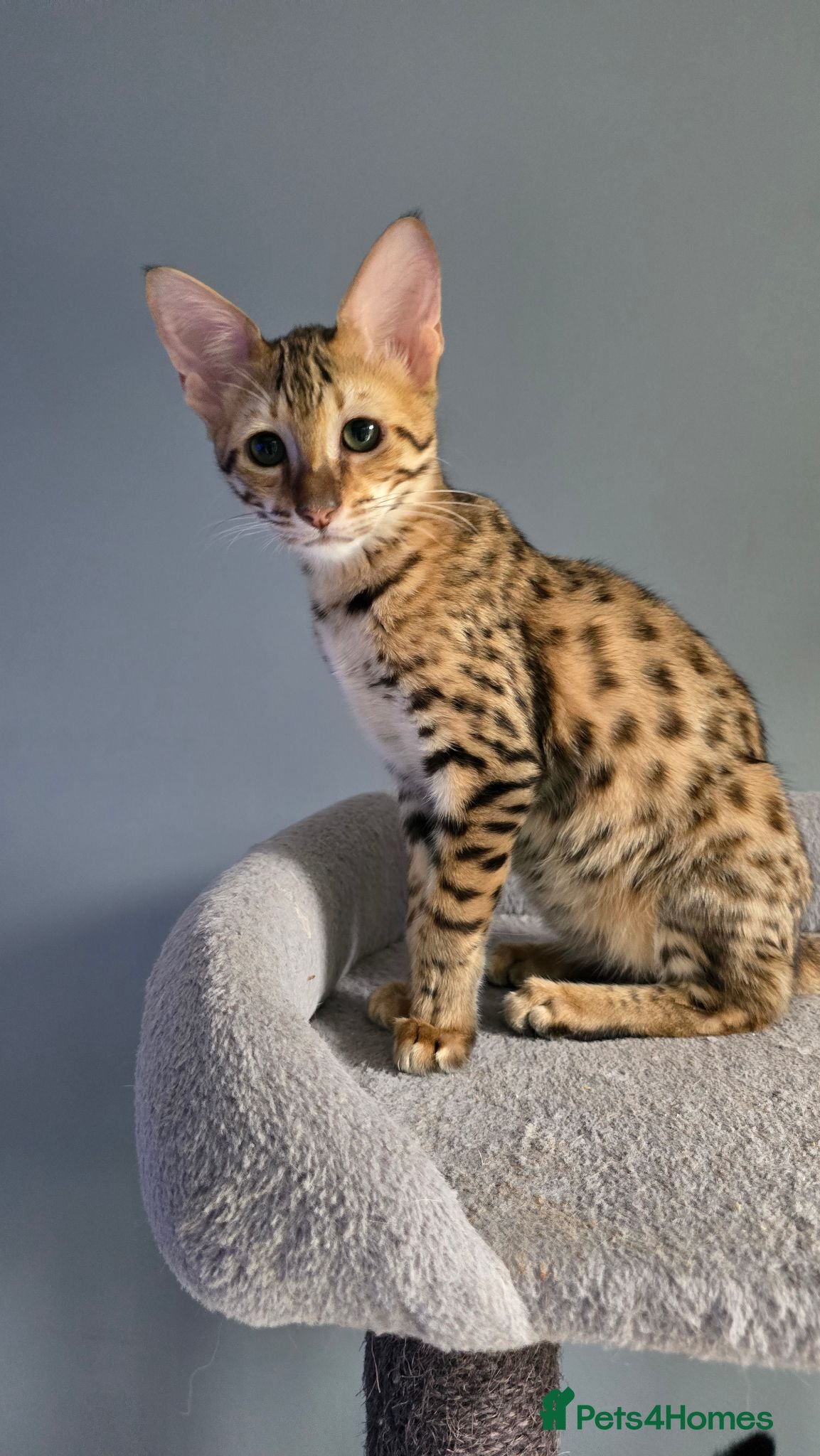 Savannah cats F3c Male Savannah - Advert 1