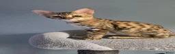 Savannah cats for sale: F3c Male Savannah - Advert 1