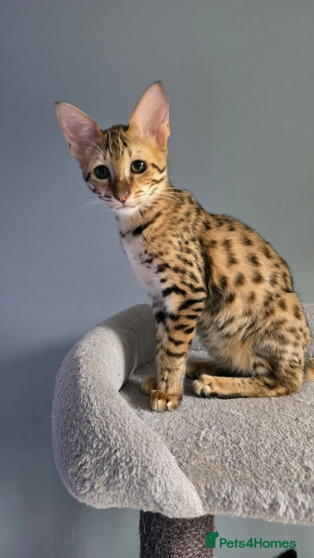 Savannah cats for sale: F3c Male Savannah - Advert 1