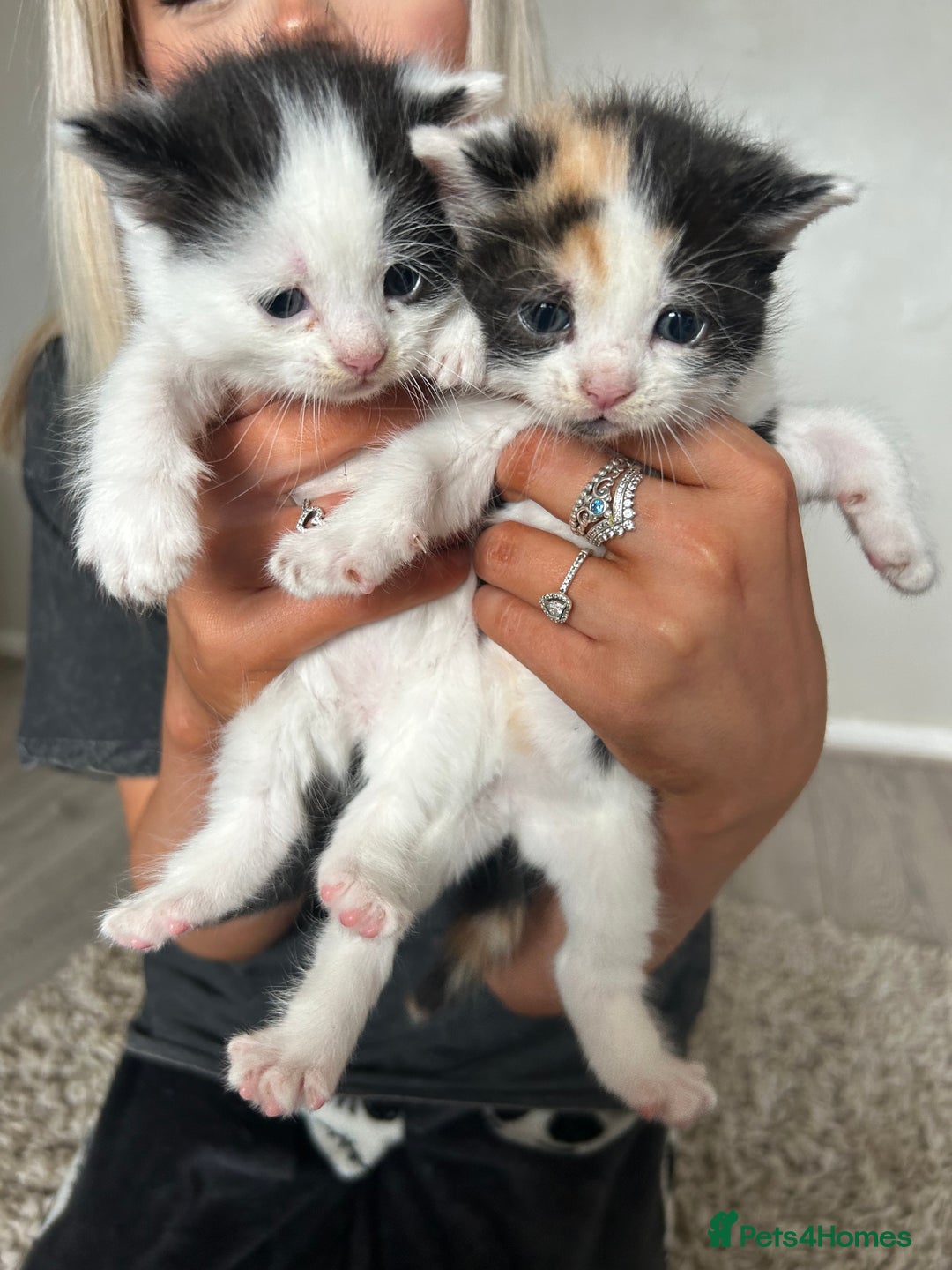 Mixed Breed cats for sale: 4 Beautiful fluffy kittens  - Image 2