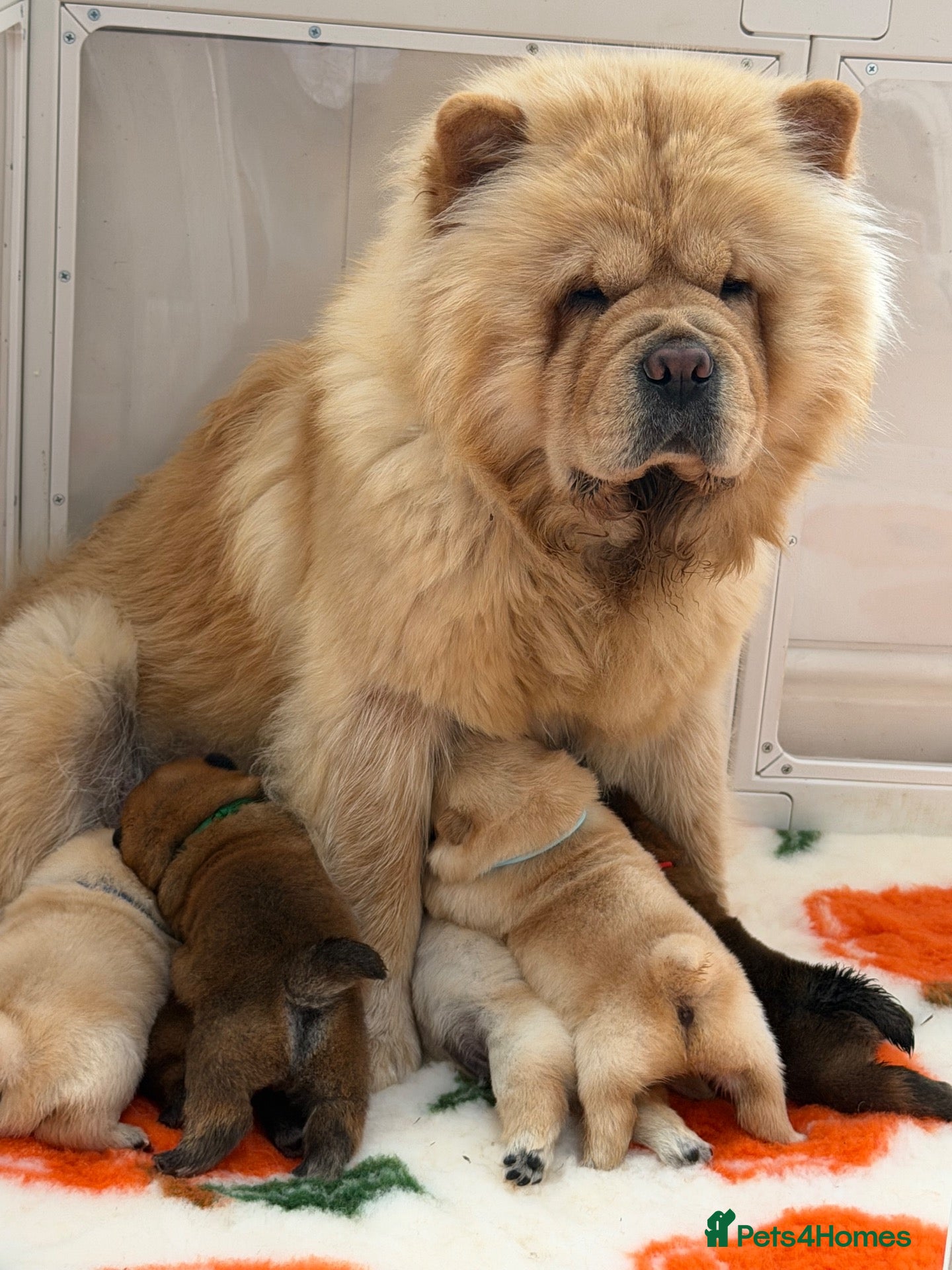 Chow Chow dogs Cream chow chow puppies - Advert 1