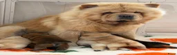 Chow Chow dogs for sale: Cream chow chow puppies - Advert 1