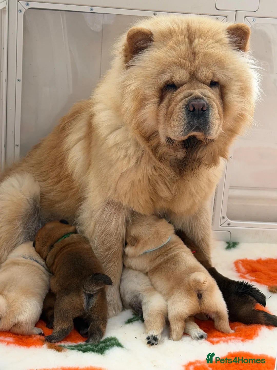 Chow Chow dogs for sale: Cream chow chow puppies - Advert 1