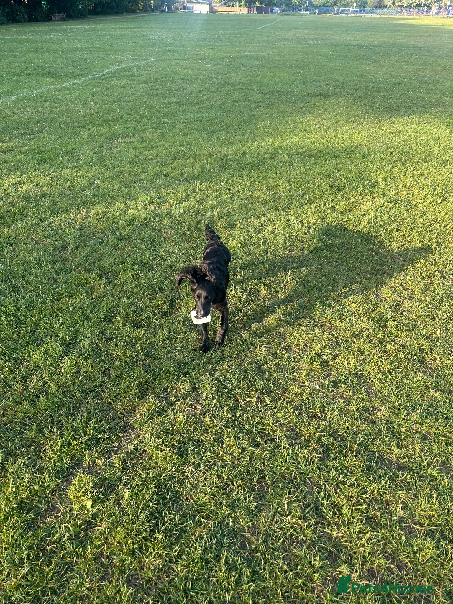 Cockapoo dogs for sale: 9 month old female cockapoo for sale. - Advert 4