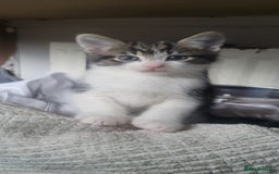 Mixed Breed cats for sale: 9week old kittens looking for their forever home - Image 1